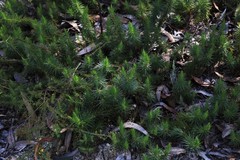 Melichrus procumbens