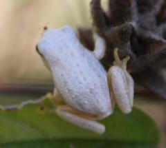 Hyperolius marmoratus taeniatus