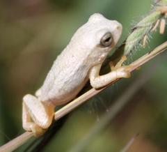 Hyperolius marmoratus taeniatus