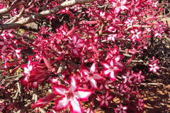 Adenium multiflorum
