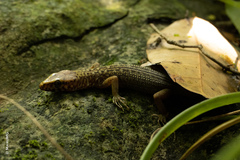 Lepidophyma zongolica