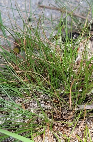 Florida flatsedge (Cyperus floridanus)