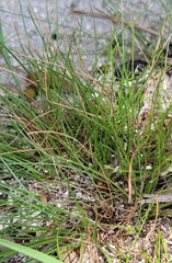 Cyperus floridanus