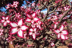 Adenium multiflorum