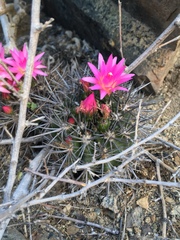 Eriosyce nigrihorrida