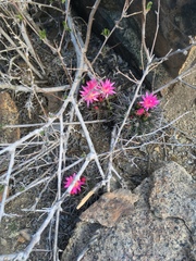 Eriosyce nigrihorrida