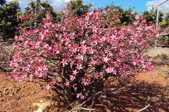Adenium multiflorum