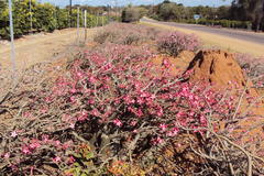 Adenium multiflorum