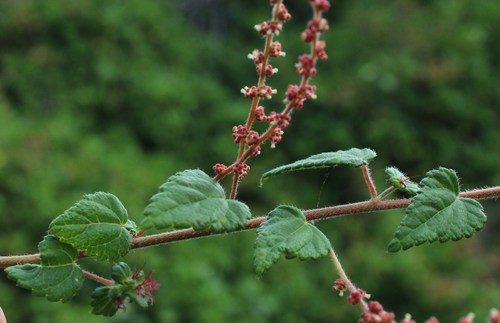 Acalypha villosa