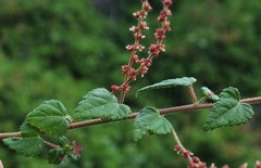 Acalypha capensis