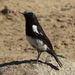 Mountain Wheatear - Photo (c) Gigi Laidler, some rights reserved (CC BY-NC), uploaded by Gigi Laidler