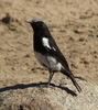 Mountain Wheatear - Photo (c) Gigi Laidler, some rights reserved (CC BY-NC), uploaded by Gigi Laidler