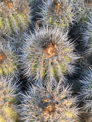 Copiapoa coquimbana