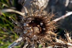 Sphaerocoris testudogrisea