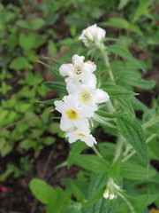 Lithospermum discolor