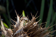 Sphaerocoris testudogrisea