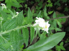 Lithospermum discolor
