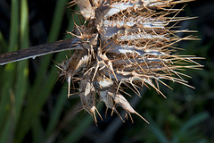 Sphaerocoris testudogrisea