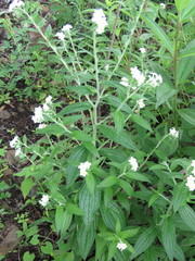 Lithospermum discolor