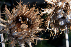 Sphaerocoris testudogrisea