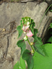 Begonia bulbillifera