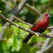 African Firefinch - Photo (c) Martin Heigan, some rights reserved (CC BY-NC-ND)
