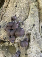 Daldinia concentrica