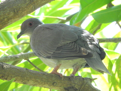 Patagioenas cayennensis
