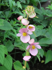 Begonia bulbillifera
