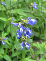 Salvia setulosa
