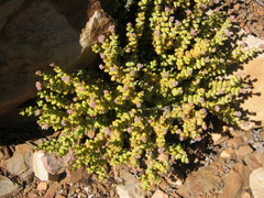 Crassula rupestris rupestris