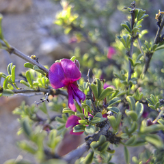 Indigofera spinescens