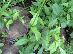 Salvia setulosa