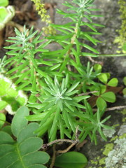 Sedum griseum