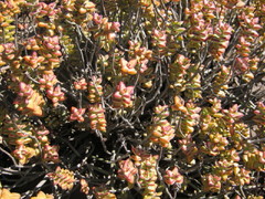 Crassula rupestris rupestris