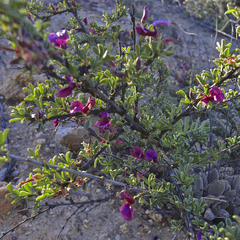 Indigofera spinescens