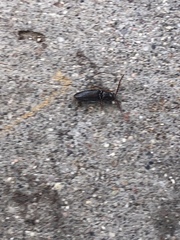 Dicrepidius corvinus