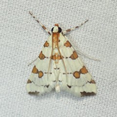 Conchylodes octonalis