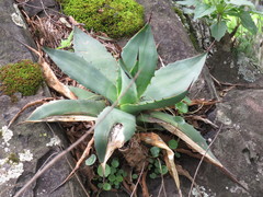 Agave maximiliana