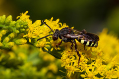 Nomada vicina