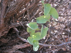 Dioscorea hemicrypta
