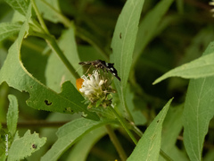 Desmia octomaculalis