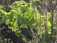 Dioscorea hemicrypta