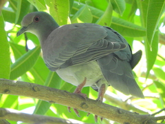 Patagioenas cayennensis