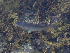 Latridopsis ciliaris