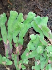 Plagiochasma
