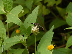 Desmia octomaculalis