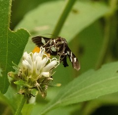 Desmia octomaculalis
