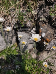 Chrysanthemum integrifolium