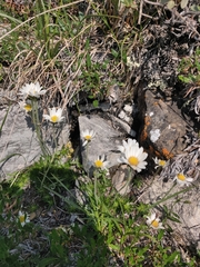 Chrysanthemum integrifolium